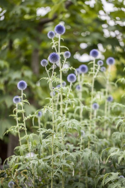 Echinops ritro, Kugeldistel, stahlblau, ca. 9x9 cm Topf