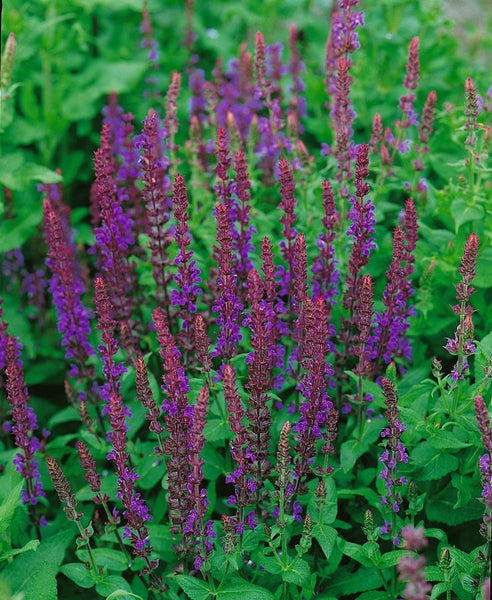 Salvia nemorosa 'Wesuwe', Steppensalbei, violett, ca. 9x9 cm Topf