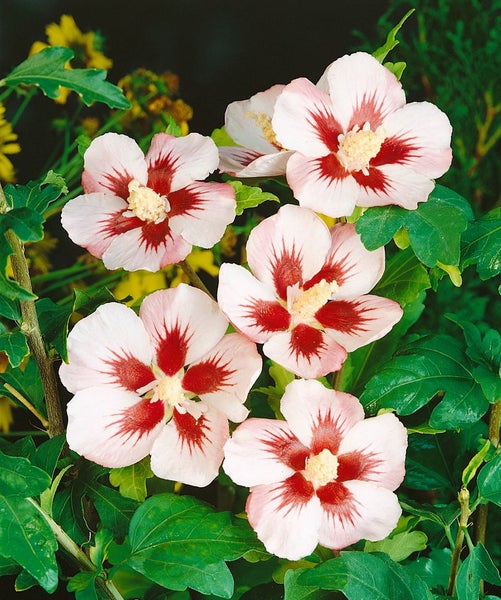 Hibiscus syriacus 'Mathilda', Roseneibisch, zweifarbig, 40-60 cm