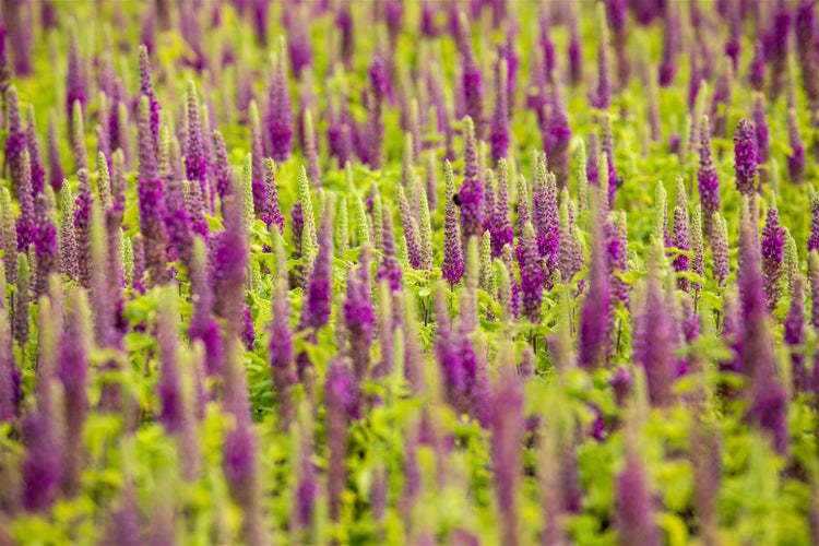 Teucrium x lucidrys, Gamander, ca. 9x9 cm Topf