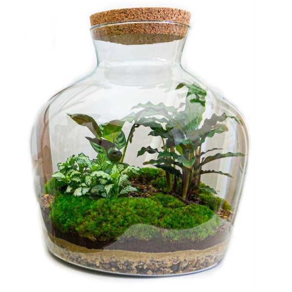 Flaschengarten Fat Joe DIY-Pflanzenterrarium 30 cm incl. Rechen, Schaufel, Pinzette und Schere