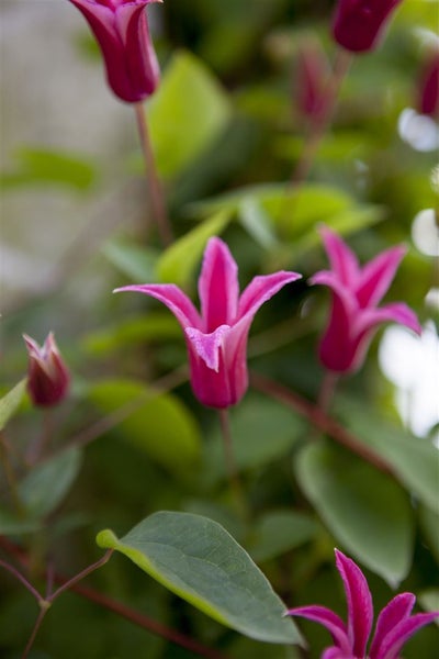 Nahaufnahme von rosa Waldrebenblüten mit grünen Blättern.