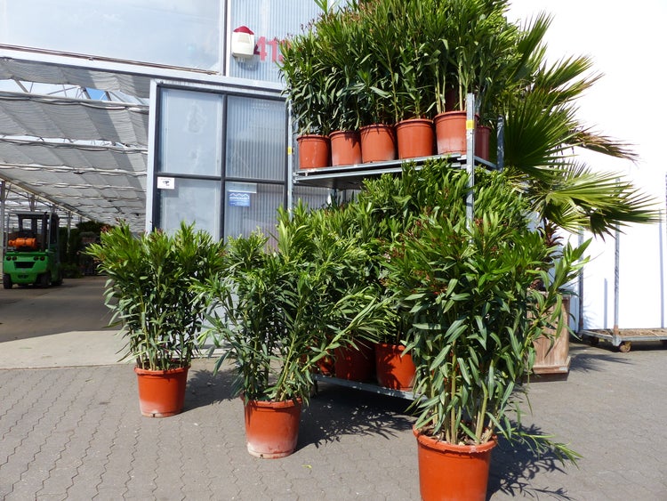 Oleander-Pflanzen in Töpfen auf dem Boden und auf einem Transportwagen in einem Gartencenter.