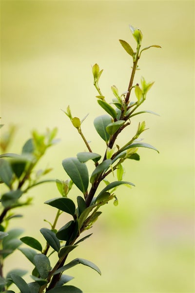 Ilex crenata 'Dark Green', Japanische Stechpalme, immergrün, 60–80 cm