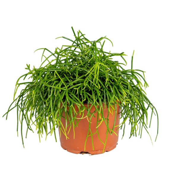 Rhipsalis baccifera 'Oasis' | Korallenkaktus - Zimmerpflanze im Anzuchttopf ⌀10,5 cm - ↕10-15cm