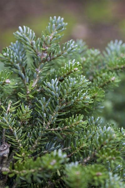 Abies koreana 'Silberperl', Koreatanne, silberne Nadeln, 12–15 cm