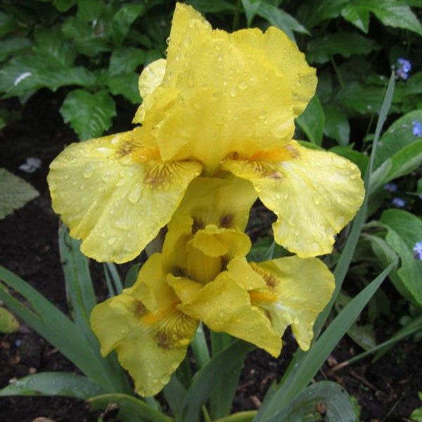Gelbe Schwertlilie mit Wassertropfen im Garten