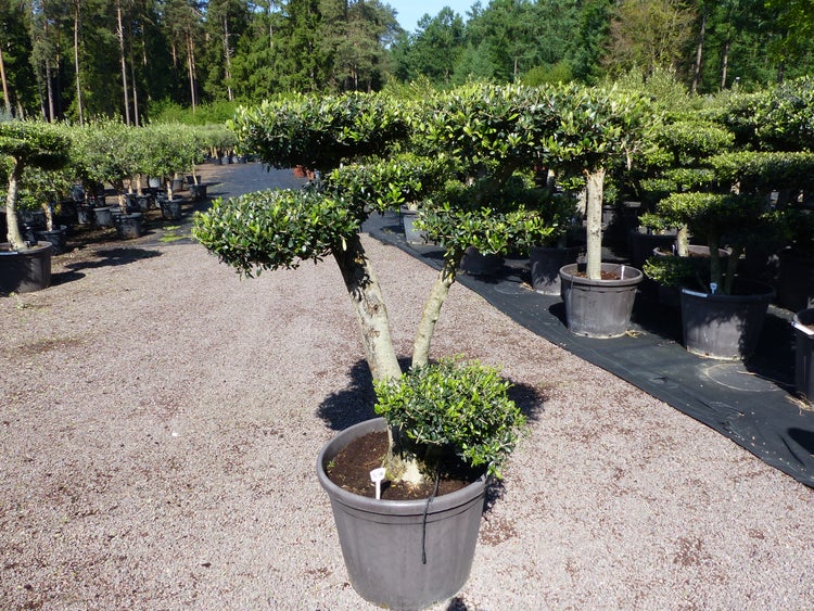 Olivenbaum 7 Pon Pon Bonsai Formgehölz Gartenbonsai Olea europaea Olive winterhart