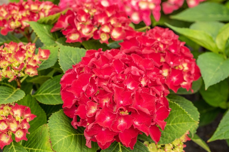 Nahaufnahme einer roten Hortensie im Garten.