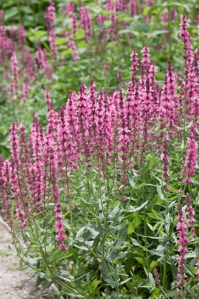 Salvia nemorosa 'Amethyst', Steppensalbei, violett, ca. 9x9 cm Topf