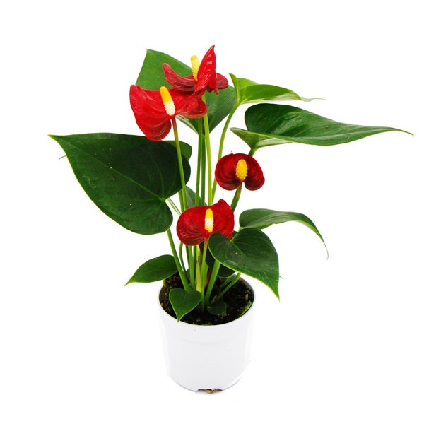 Kleine Flamingoblume Anthurium andreanum Baby-Anthurie Mini-Pflanze 7cm Topf  rot blühend Red Champion