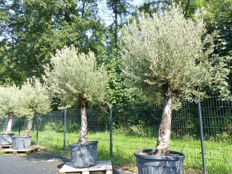 Olivenbaum 240 cm  Stammumfang 50 - 70 cm winterharte Olive, Olea europaea