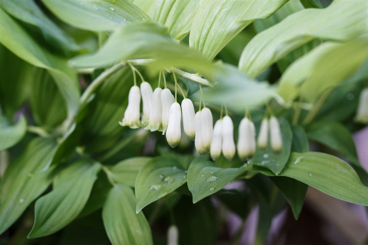 Polygonatum x hybridum 'Weihenstephan', Salomonssiegel, ca. 9x9 cm Topf