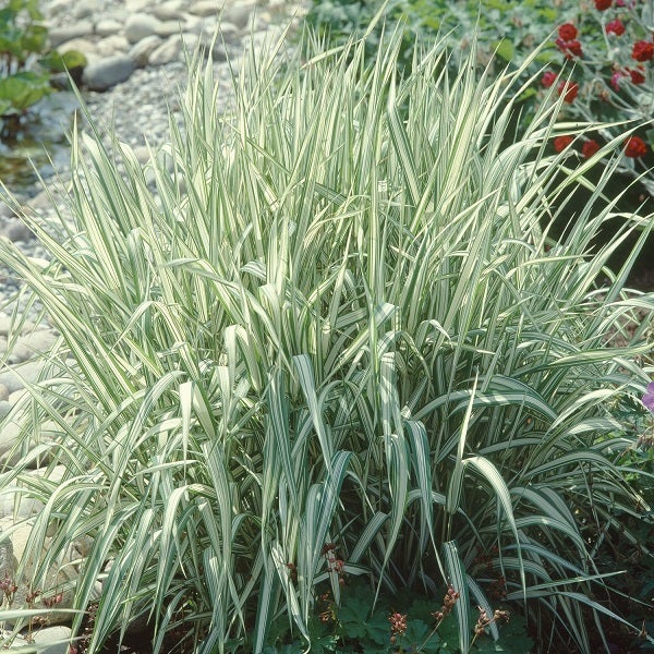 Gestreiftes Gartenrohr im Außenbereich.