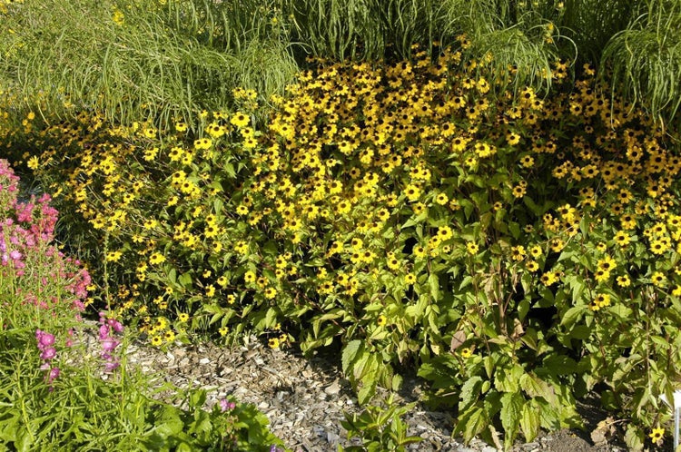 Rudbeckia triloba, Dreilappiger Sonnenhut, gelb, ca. 9x9 cm Topf