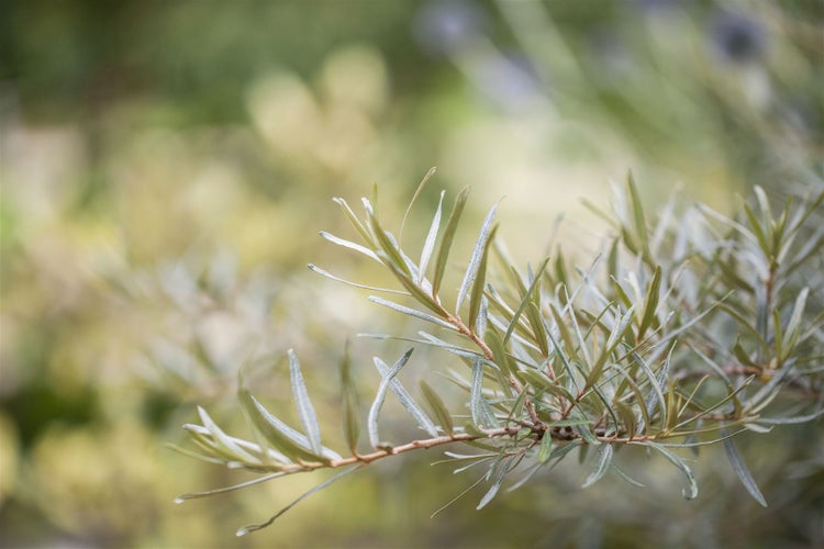 Hippophae rhamnoides 'Hergo', Sanddorn, 40–60 cm, vitaminreich