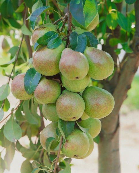 Pyrus communis 'Gräfin von Paris', Birne, 150–200 cm