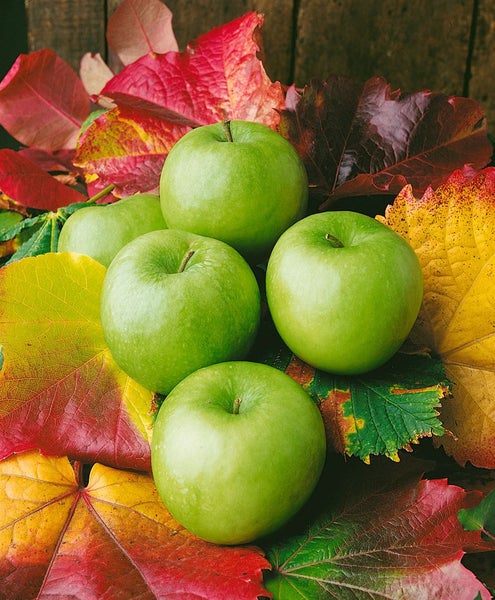 Malus 'Granny Smith', Apfelbaum, grün, 150–200 cm