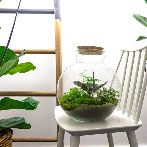 Flaschengarten Bolder Bob - DIY-Pflanzenterrarium - 30 cm hoch - mit Calathea