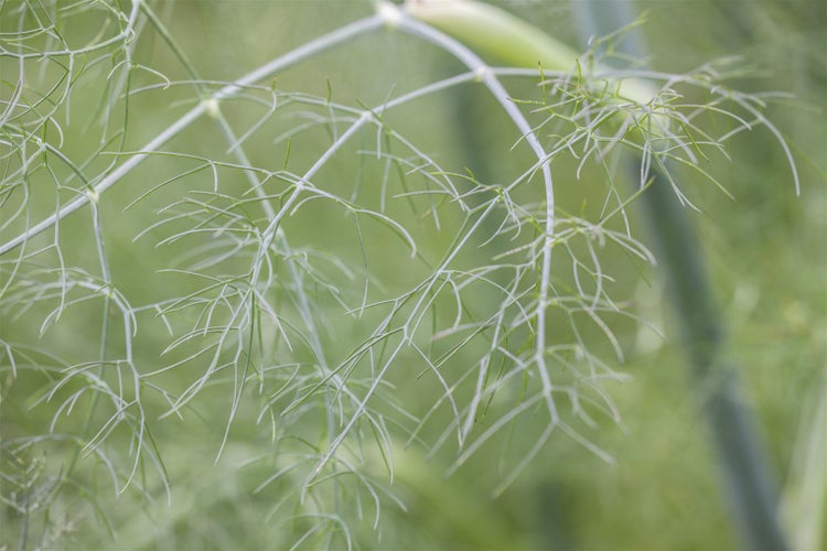 Foeniculum vulgare, Fenchel, aromatisch, ca. 9x9 cm Topf