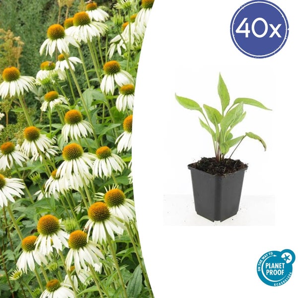 Zierstaude - Sonnenhut - Echinacea purpurea 'White Swan' - 9cm Topf - Set mit 40 Pflanzen