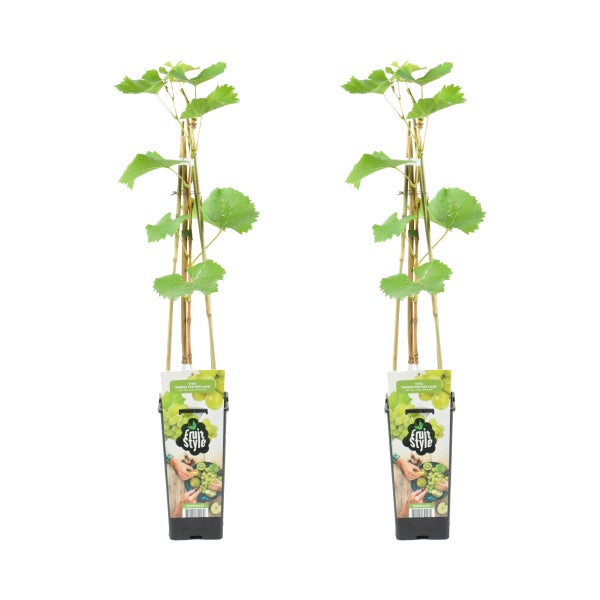 Bloomique - 2x Vitis Vinifera 'Vroege van der Laan' - Weintraubenpflanze - Weiße Weintrauben - Obstpflanzen - Gartenpflanzen - Winterhart - ⌀14 cm - Höhe 60-70 cm