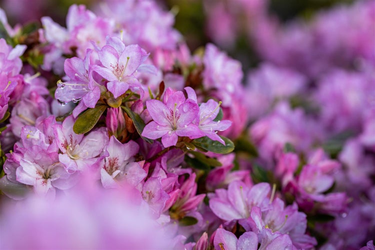 Rhododendron obtusum 'Negligé', Azalee, rosa Blüten, 15–20 cm