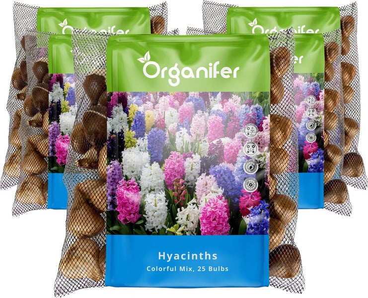 Mehrere Packungen Organifer Hyazinthenblumenzwiebeln, bunte Mischung