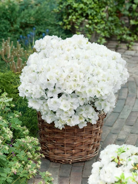 Rhododendron obtusum 'Maischnee', weiß, 20–25 cm