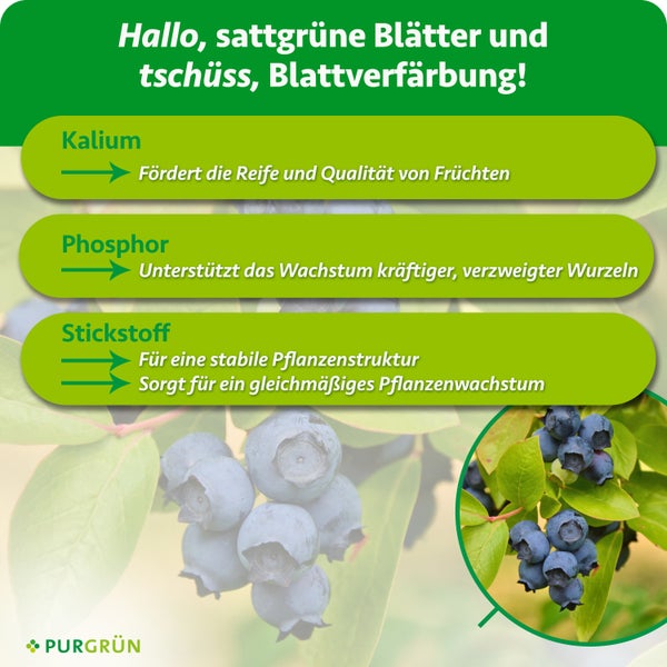 Infografik zu Pflanzennährstoffen wie Kalium, Phosphor und Stickstoff für gesundes Blattwachstum und Blaubeeren von Purgrün.