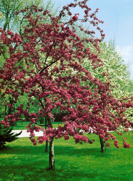 Zierapfelbaum mit Blüten auf einer Rasenfläche