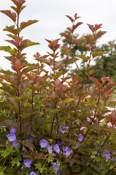 Physocarpus opulifolius 'Lady in Red', Blasenspiere, rotlaubig, 80–100 cm