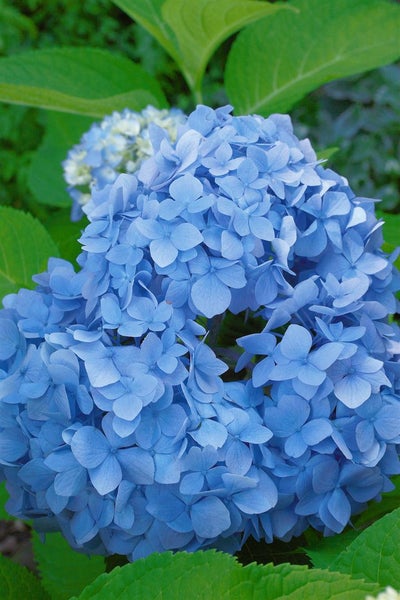 Hydrangea macrophylla 'Nikko Blue', Gartenhortensie, blau, 60–80 cm