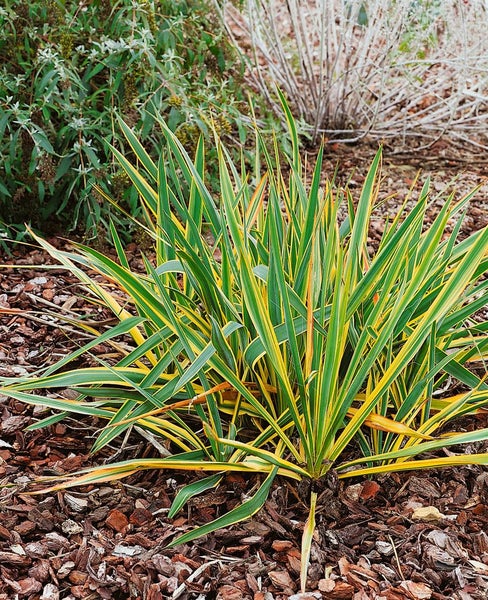 Yucca filamentosa 'Bright Edge', Palmlilie, gelb-grün, ca. 11x11 cm Topf