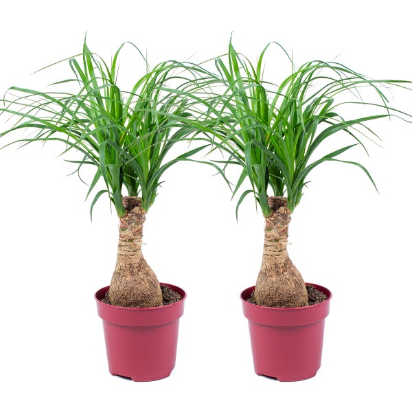 Beaucarnea 'Recurvata' | Elefantenfuß pro 2 Stück - Zimmerpflanze im Aufgelegentopf cm12 cm - ↕35 cm