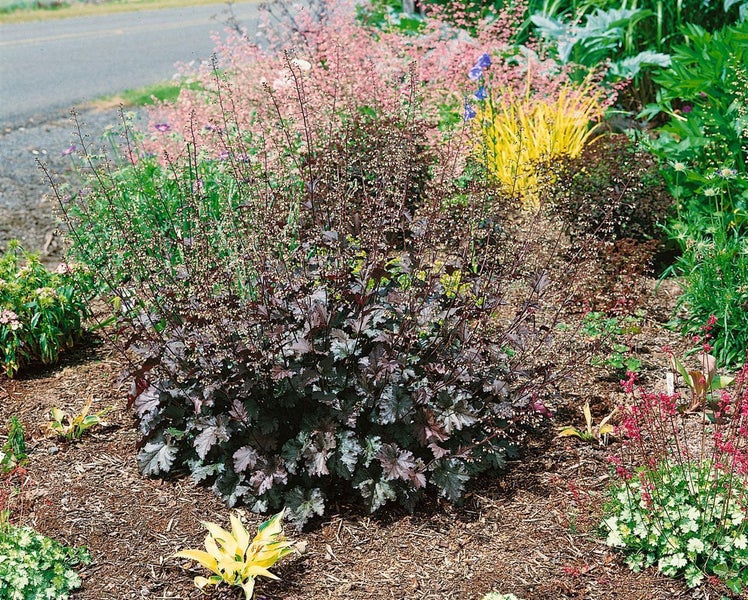 Heuchera micrantha 'Stormy Seas', Purpurglöckchen, ca. 11x11 cm Topf