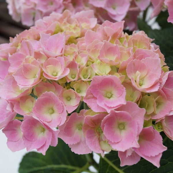 Nahaufnahme einer rosa Hortensienblüte