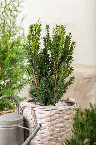 Taxus media 'Hillii', Säuleneibe, immergrün, 30–40 cm