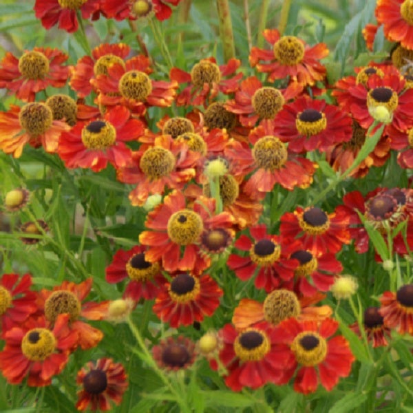 Nahaufnahme einer Gruppe von Sonnenbraut Blumen im Garten.