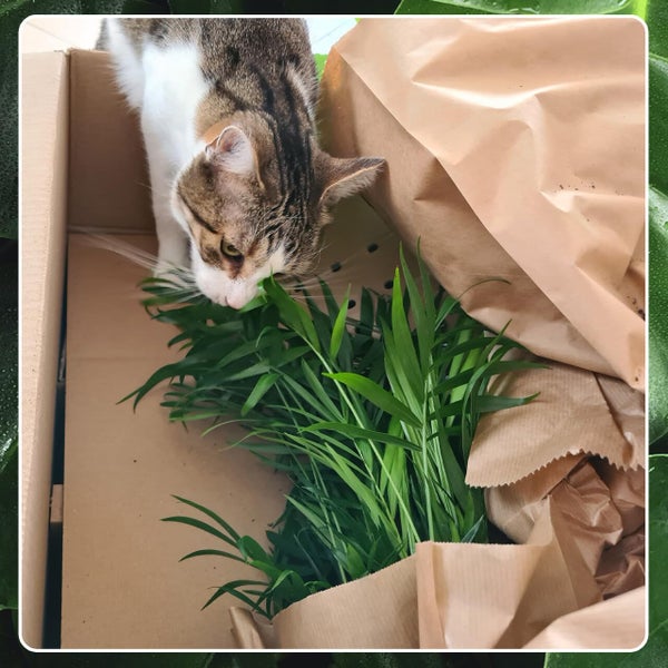 Nestfarn, Areca-Palme, Glückskastanie & Rutenkaktus – 4er Box Zimmerpflanzen Katzenliebe - Tierfreundliches Set - Höhe 15-70 cm - Töpfe 10,5-17 cm - mit Übertöpfen