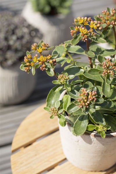 Sedum kamtschaticum 'Variegatum', Fetthenne, buntlaubig, ca. 9x9 cm Topf