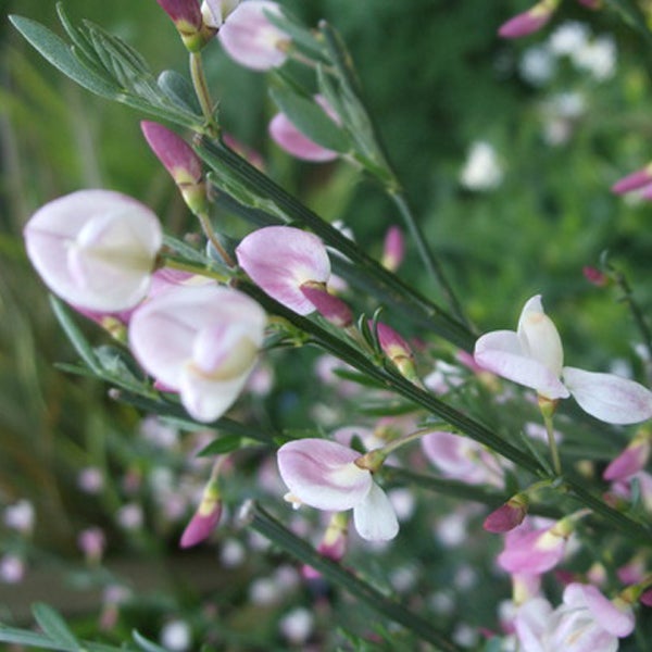 Ginsterpflanze mit zarten Blüten und grünen Blättern