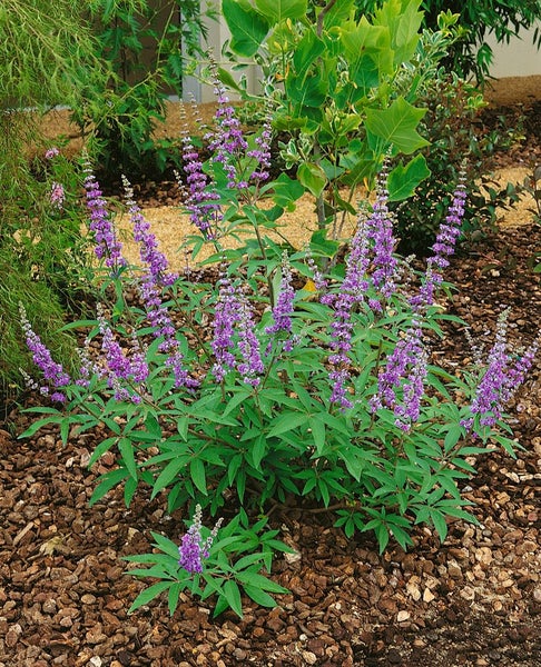 Vitex agnus-castus, Mönchspfeffer, 40–60 cm