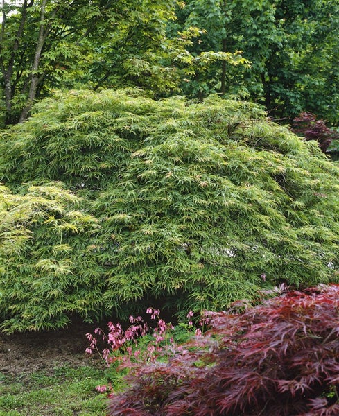 Acer palmatum 'Dissectum', Japanischer Ahorn, filigran, 50–60 cm