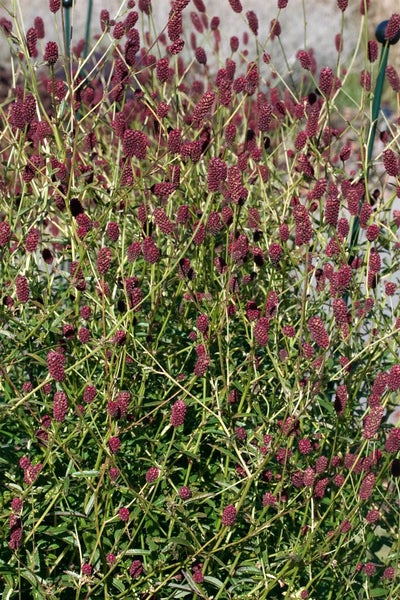 Sanguisorba officinalis, Großer Wiesenknopf, ca. 9x9 cm Topf