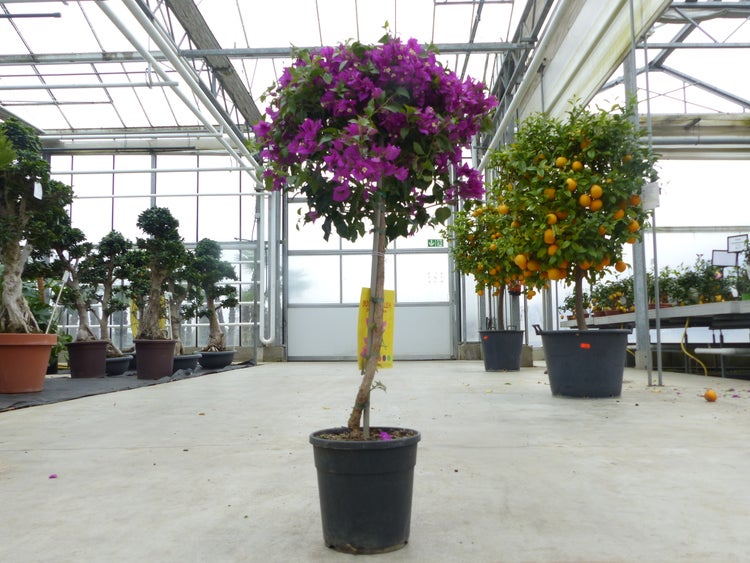 Bougainvillea als Hochstamm mit violetten Blüten im Kunststofftopf in einem hellen Gewächshaus mit Zitrusbäumen.