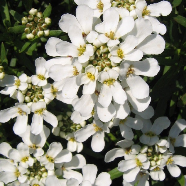 Immergrüne Schleifenblume mit weißen Blüten