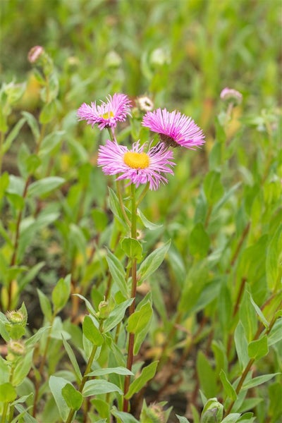 Erigeron speciosus 'Rosa Juwel', Feinstrahl, rosa, ca. 9x9 cm Topf