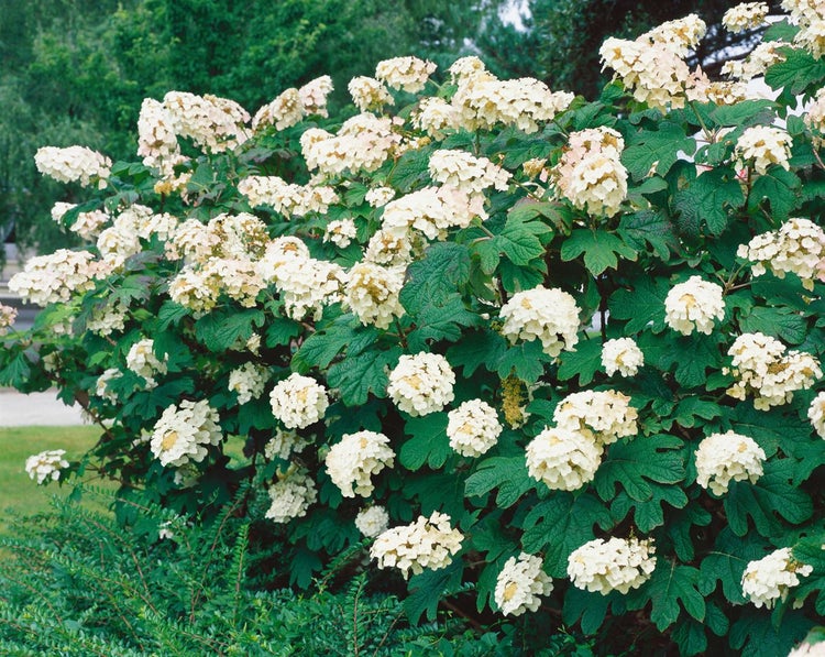 Hydrangea quercifolia 'Snow Queen', Eichenblatthortensie, weiß, 40–60 cm
