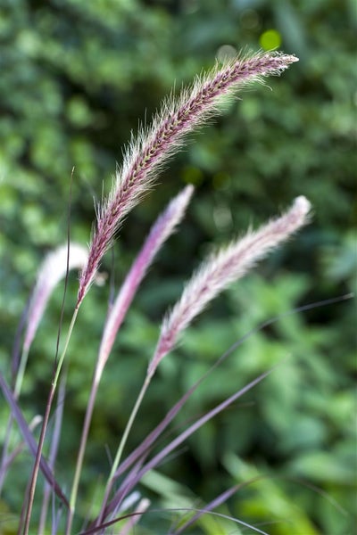 Pennisetum setaceum 'Red Fox', Lampenputzergras, rot, 2 Liter Container